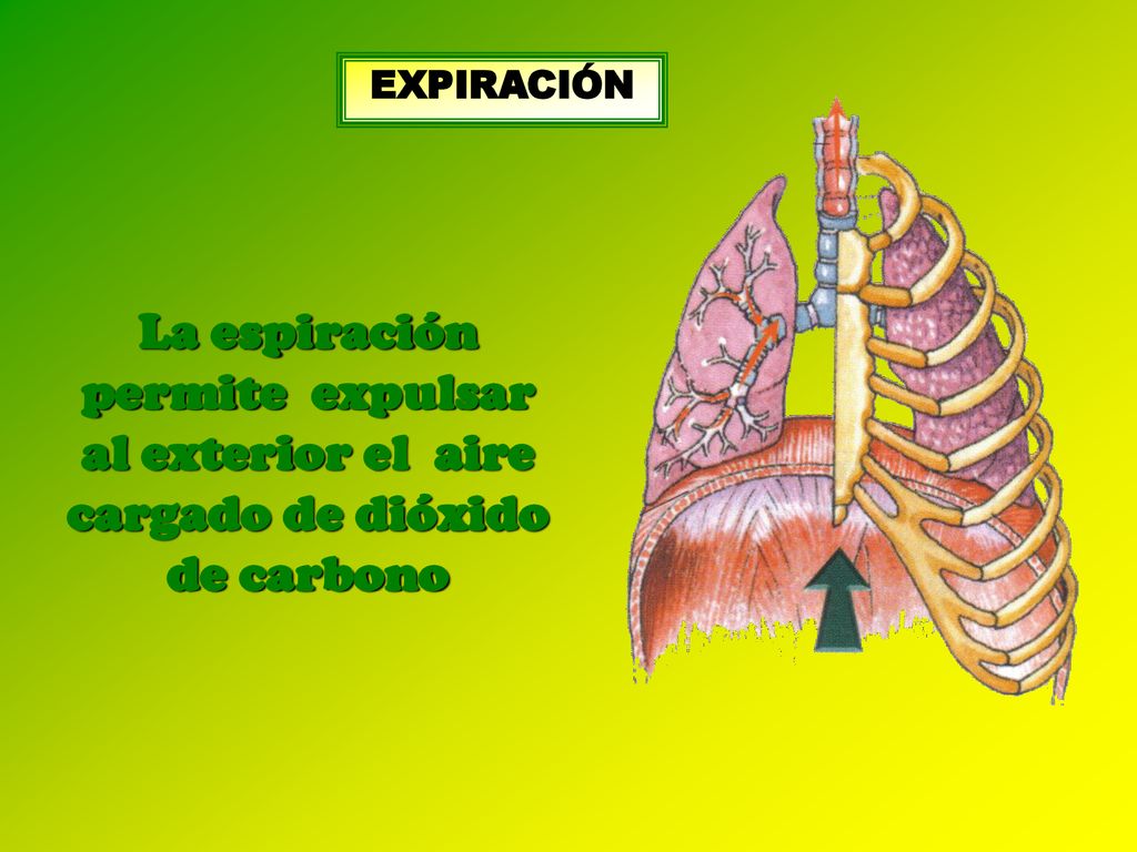 EXPIRACIÓN La espiración permite expulsar al exterior el aire cargado de dióxido de carbono