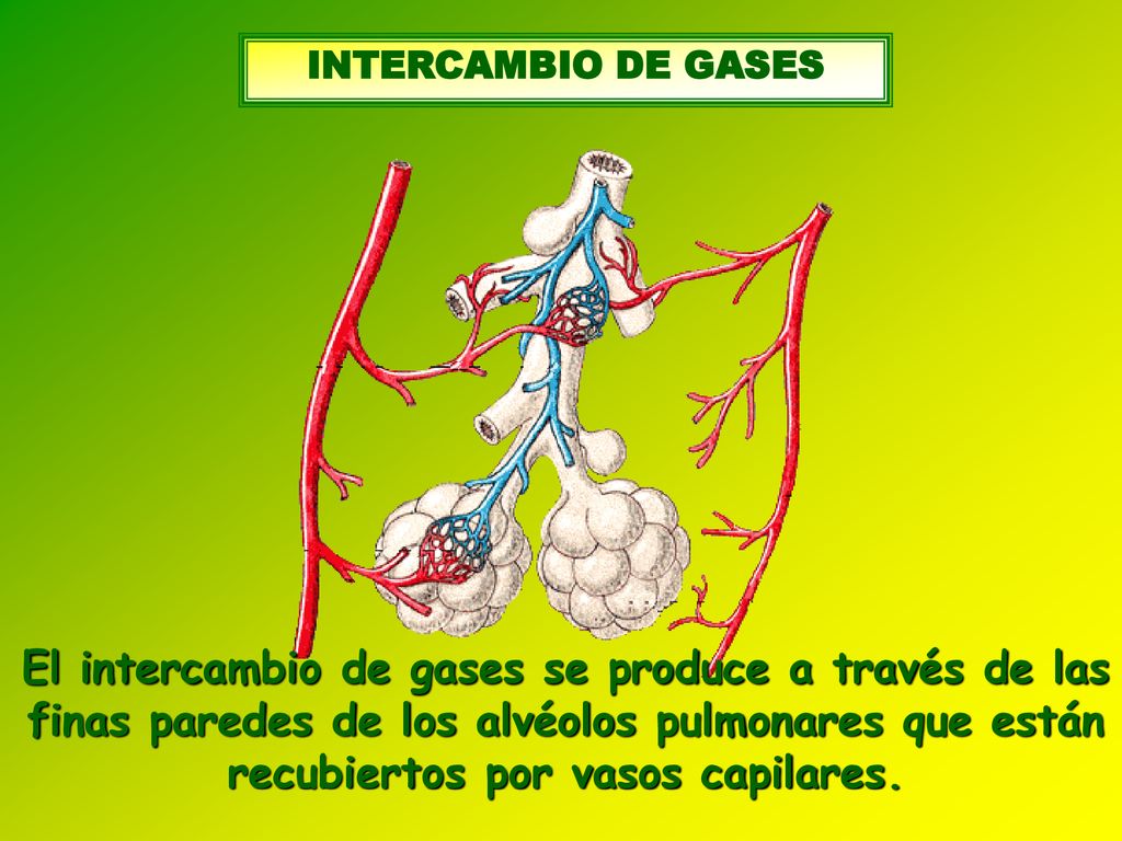 INTERCAMBIO DE GASES