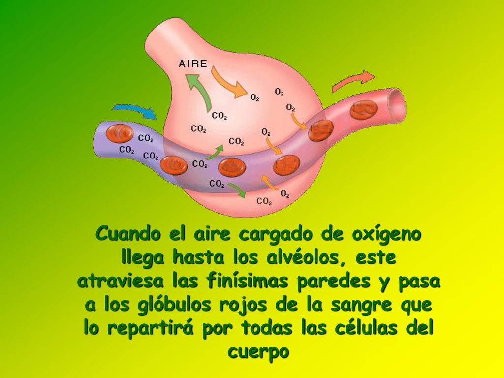 Cuando el aire cargado de oxígeno llega hasta los alvéolos, este atraviesa las finísimas paredes y pasa a los glóbulos rojos de la sangre que lo repartirá por todas las células del cuerpo