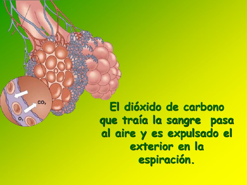 El dióxido de carbono que traía la sangre pasa al aire y es expulsado el exterior en la espiración.