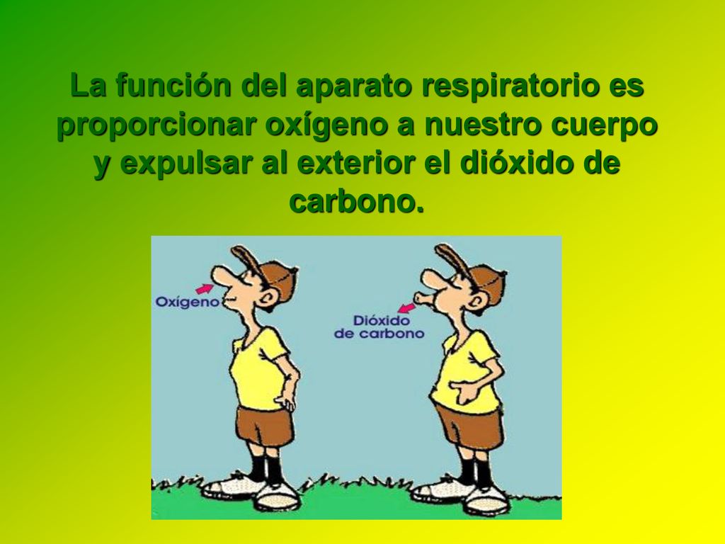 La función del aparato respiratorio es proporcionar oxígeno a nuestro cuerpo y expulsar al exterior el dióxido de carbono.