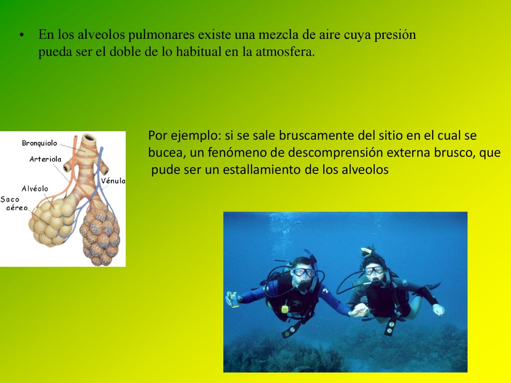En los alveolos pulmonares existe una mezcla de aire cuya presión pueda ser el doble de lo habitual en la atmosfera.