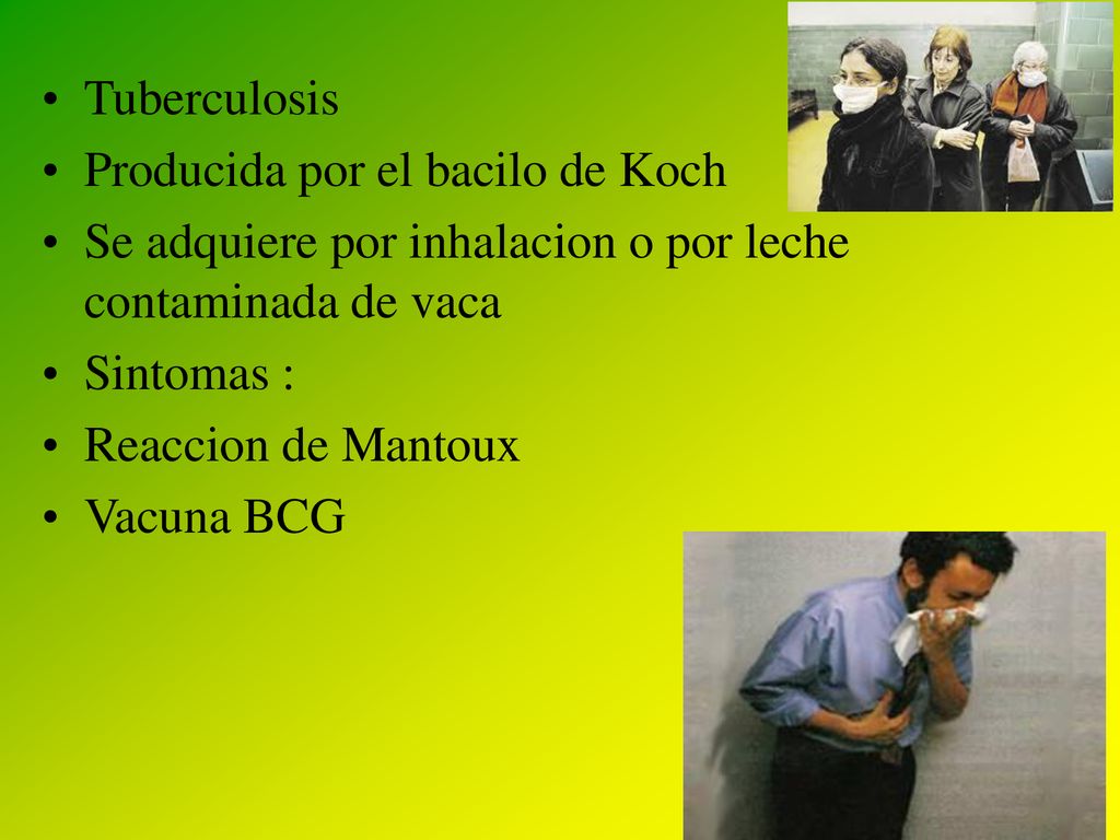 Tuberculosis Producida por el bacilo de Koch. Se adquiere por inhalacion o por leche contaminada de vaca.