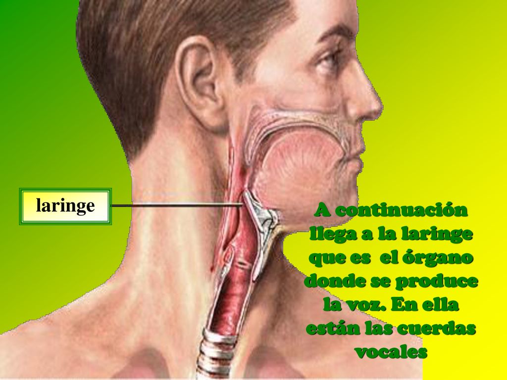 laringe A continuación llega a la laringe que es el órgano donde se produce la voz.