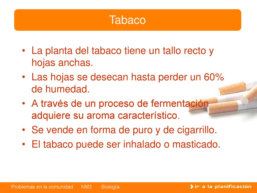 Tabaco La planta del tabaco tiene un tallo recto y hojas anchas.