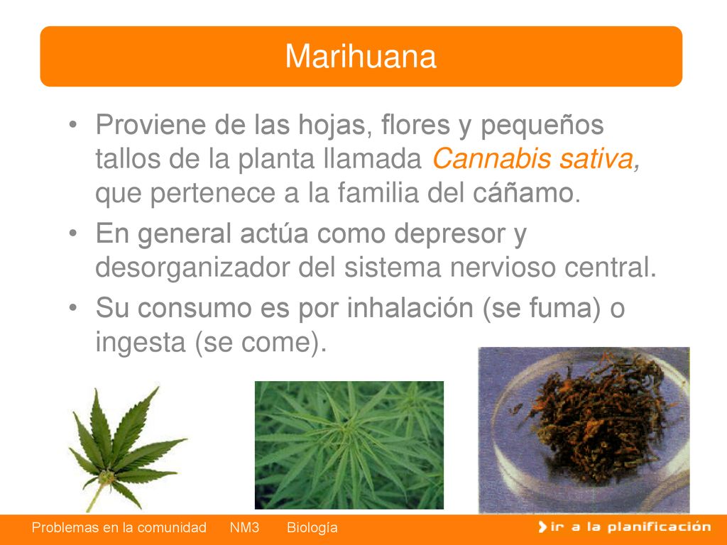 Marihuana Proviene de las hojas, flores y pequeños tallos de la planta llamada Cannabis sativa, que pertenece a la familia del cáñamo.