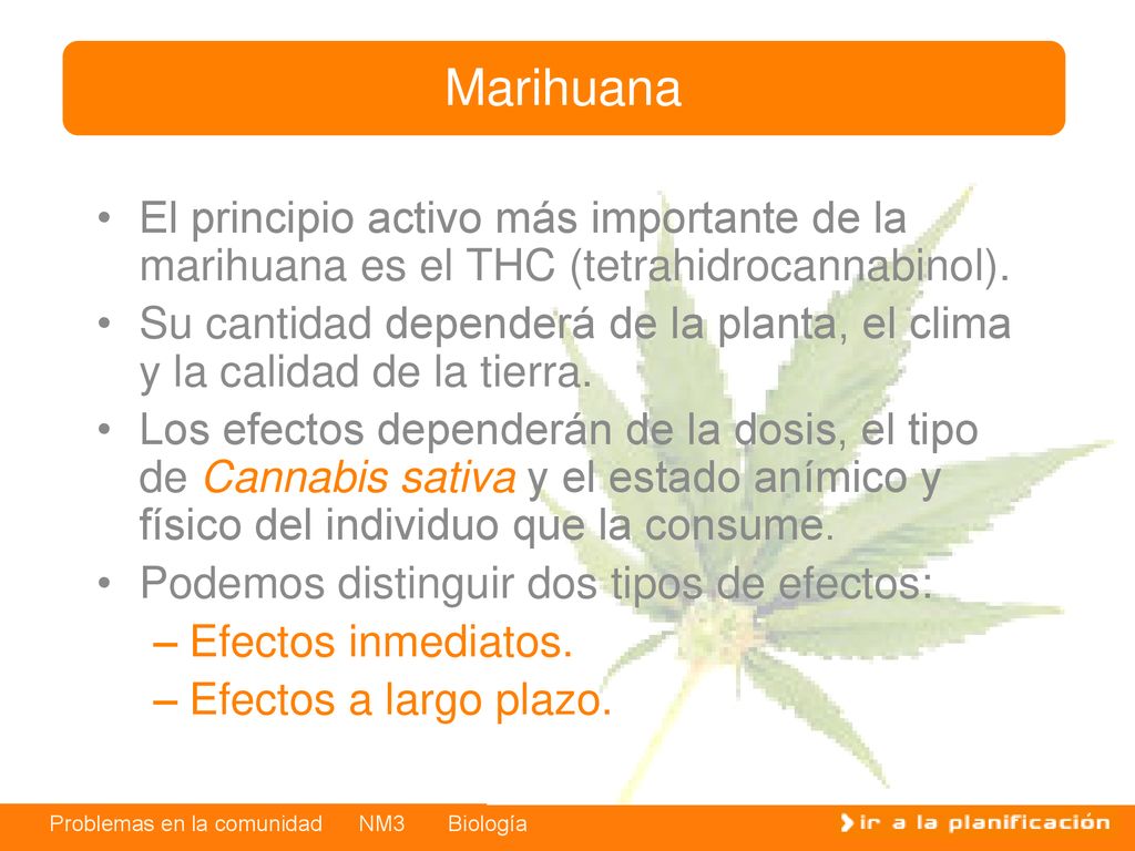 Marihuana El principio activo más importante de la marihuana es el THC (tetrahidrocannabinol).