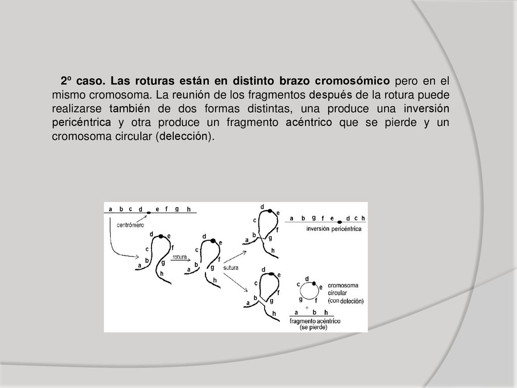 2º caso. Las roturas están en distinto brazo cromosómico pero en el mismo cromosoma.