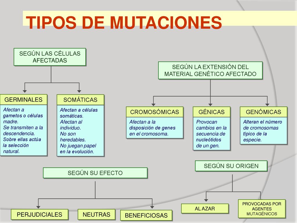 TIPOS DE MUTACIONES SEGÚN LAS CÉLULAS AFECTADAS