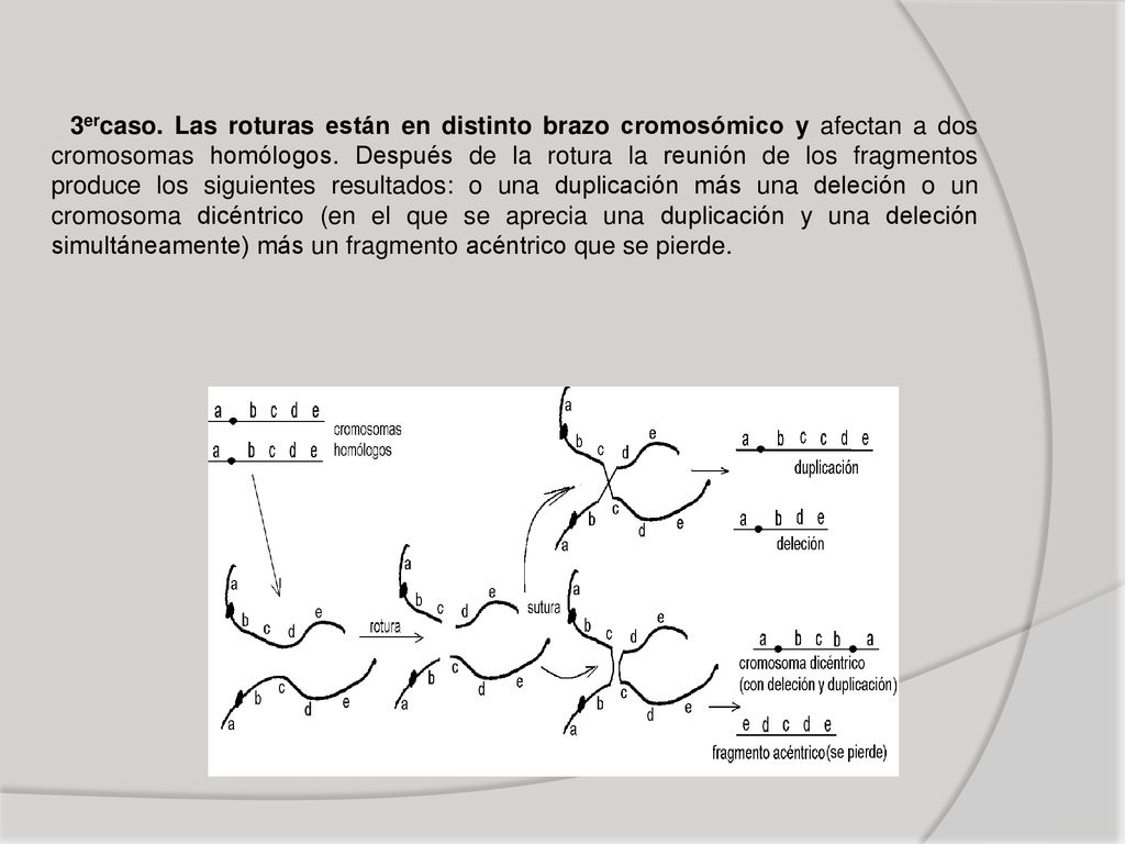 3ercaso. Las roturas están en distinto brazo cromosómico y afectan a dos cromosomas homólogos.