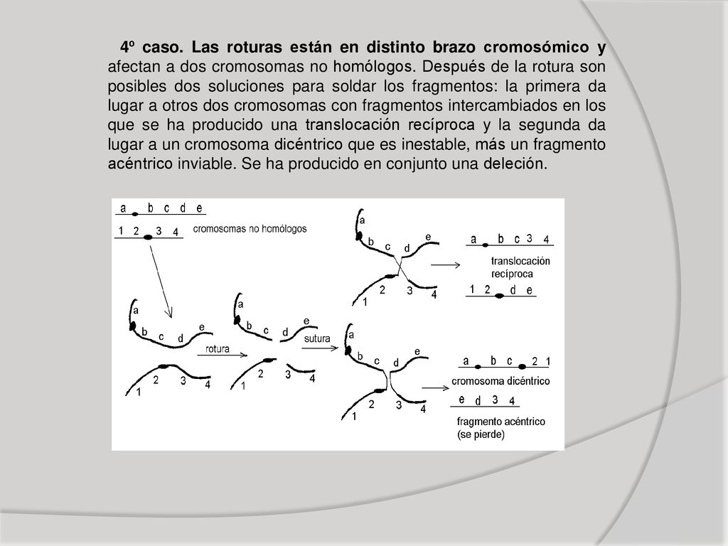 4º caso. Las roturas están en distinto brazo cromosómico y afectan a dos cromosomas no homólogos.