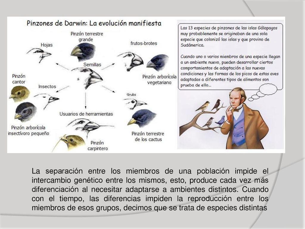 La separación entre los miembros de una población impide el intercambio genético entre los mismos, esto, produce cada vez más diferenciación al necesitar adaptarse a ambientes distintos.