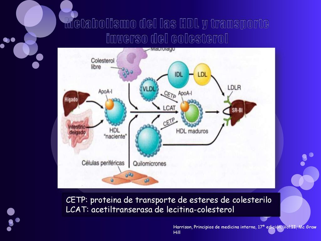 Metabolismo del las HDL y transporte inverso del colesterol