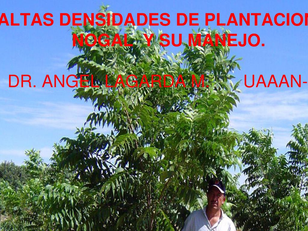 ALTAS DENSIDADES DE PLANTACION DE NOGAL Y SU MANEJO. DR