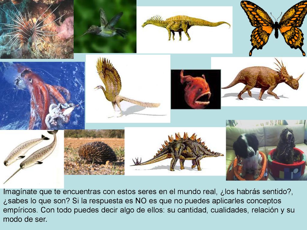 Imagínate que te encuentras con estos seres en el mundo real, ¿los habrás sentido , ¿sabes lo que son.
