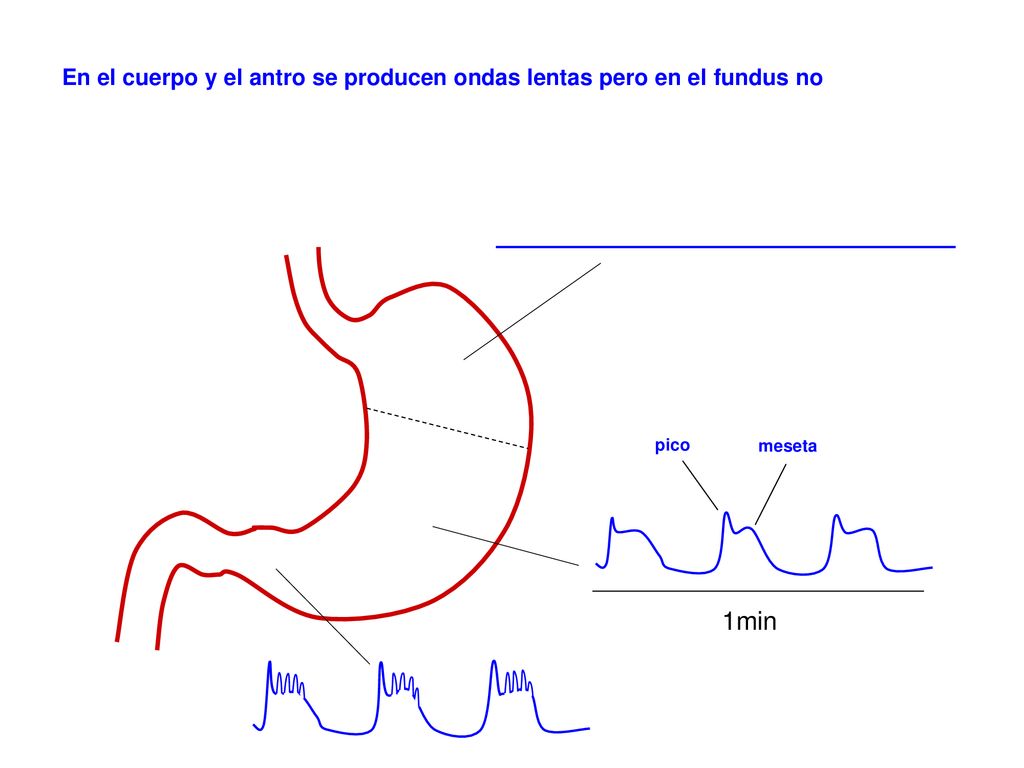 En el cuerpo y el antro se producen ondas lentas pero en el fundus no