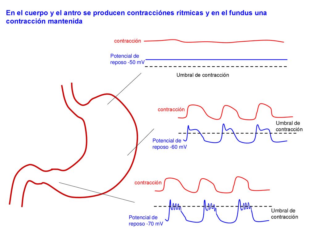 En el cuerpo y el antro se producen contracciónes rítmicas y en el fundus una contracción mantenida