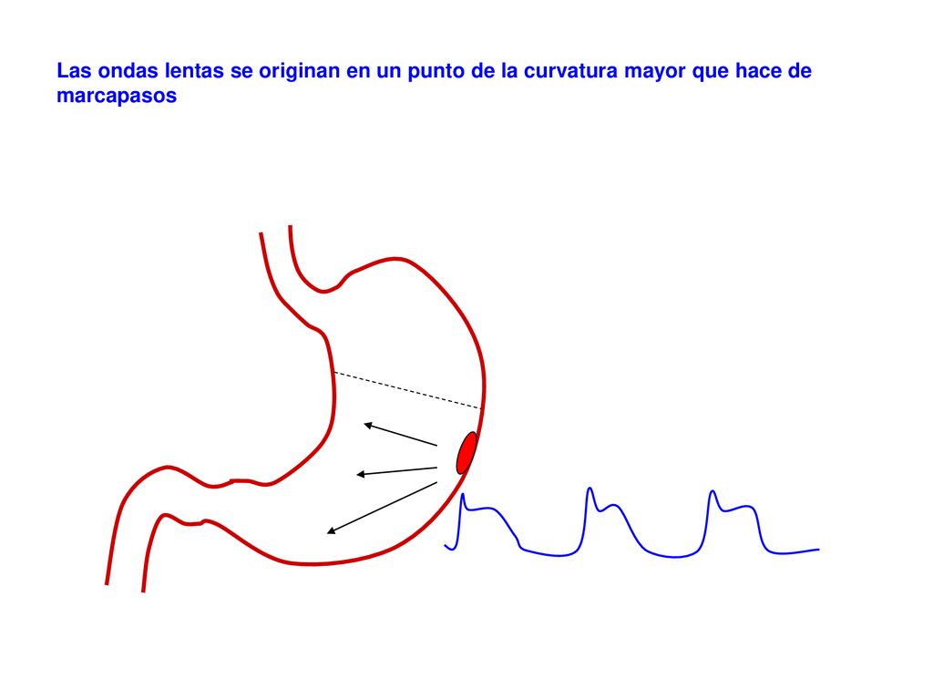 Las ondas lentas se originan en un punto de la curvatura mayor que hace de marcapasos