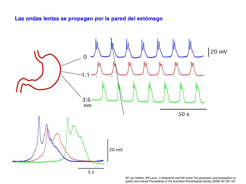 Las ondas lentas se propagan por la pared del estómago