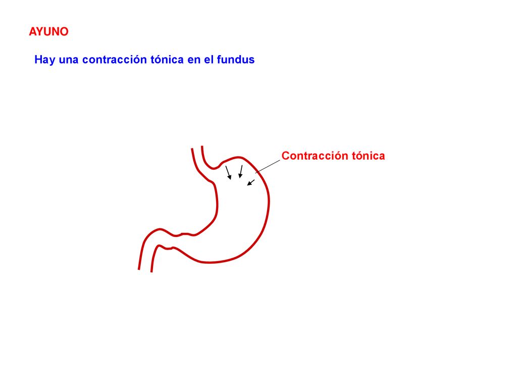 AYUNO Hay una contracción tónica en el fundus Contracción tónica