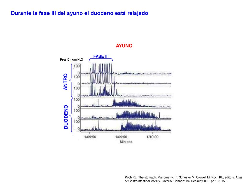 Durante la fase III del ayuno el duodeno está relajado
