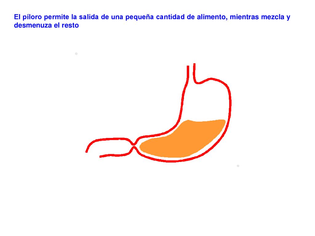 El píloro permite la salida de una pequeña cantidad de alimento, mientras mezcla y desmenuza el resto