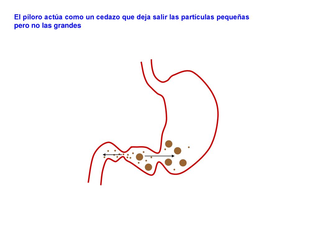 El píloro actúa como un cedazo que deja salir las partículas pequeñas pero no las grandes