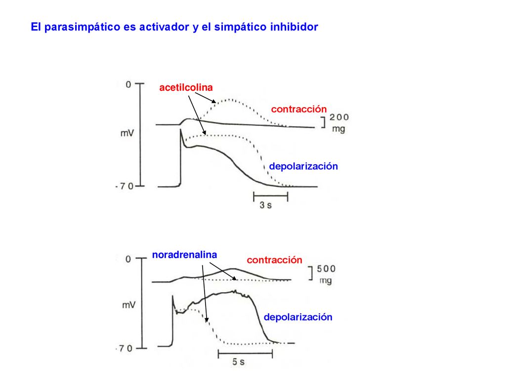 El parasimpático es activador y el simpático inhibidor