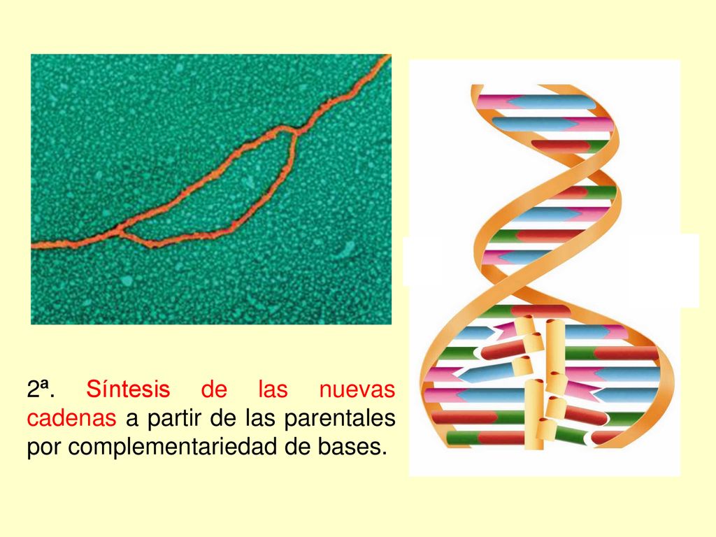 2ª. Síntesis de las nuevas cadenas a partir de las parentales por complementariedad de bases.