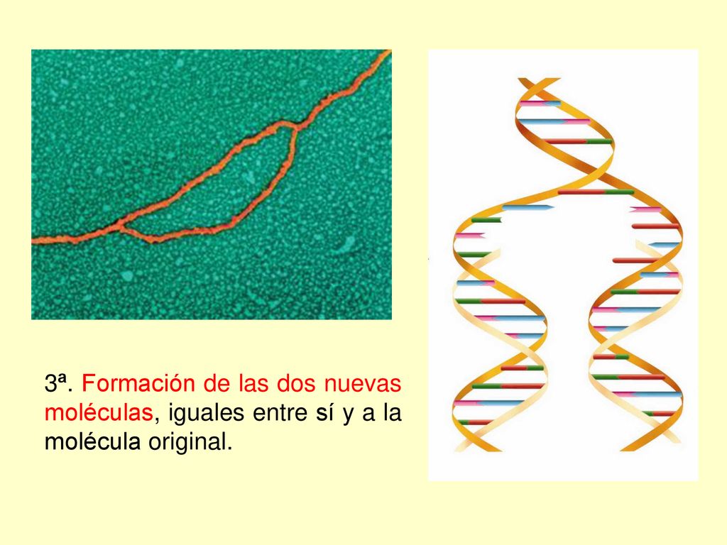 3ª. Formación de las dos nuevas moléculas, iguales entre sí y a la molécula original.