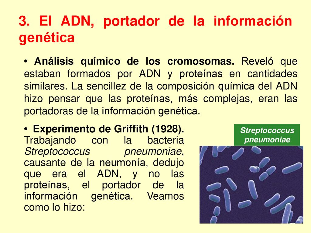 3. El ADN, portador de la información genética