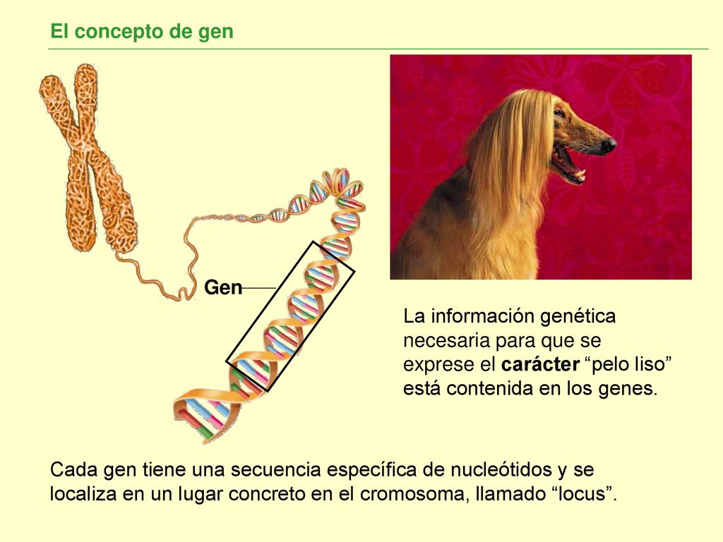 El concepto de gen Gen. La información genética necesaria para que se exprese el carácter pelo liso está contenida en los genes.