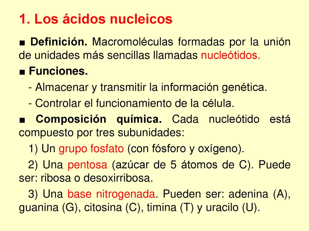 1. Los ácidos nucleicos ■ Definición. Macromoléculas formadas por la unión de unidades más sencillas llamadas nucleótidos.