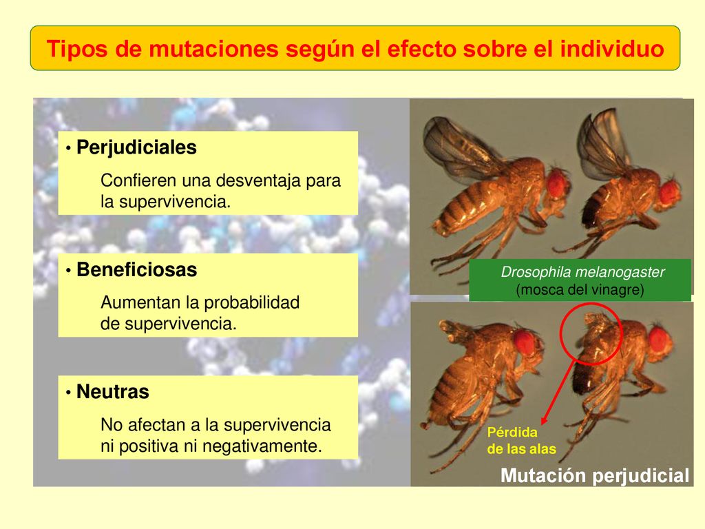 Tipos de mutaciones según el efecto sobre el individuo