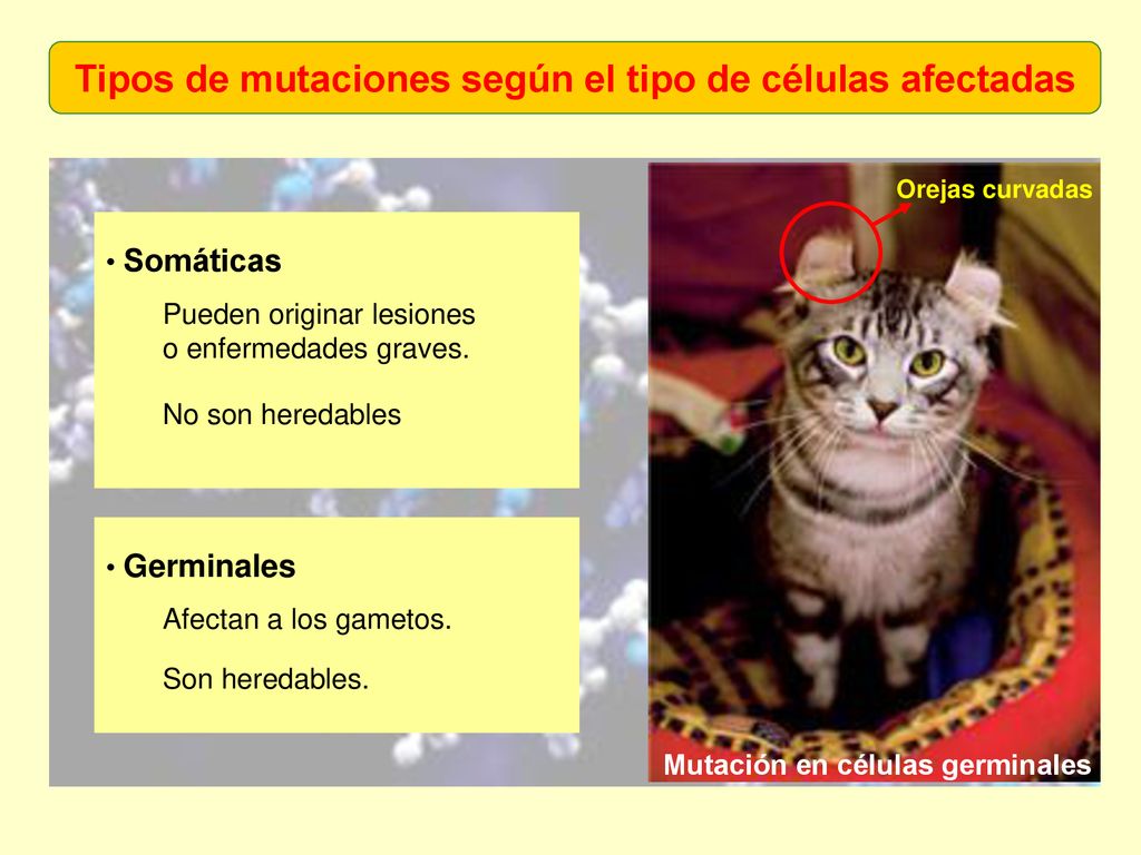 Tipos de mutaciones según el tipo de células afectadas