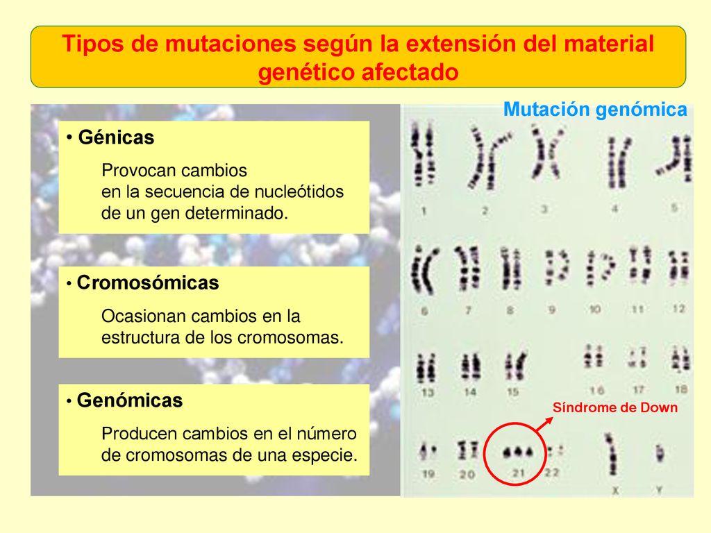 Tipos de mutaciones según la extensión del material genético afectado