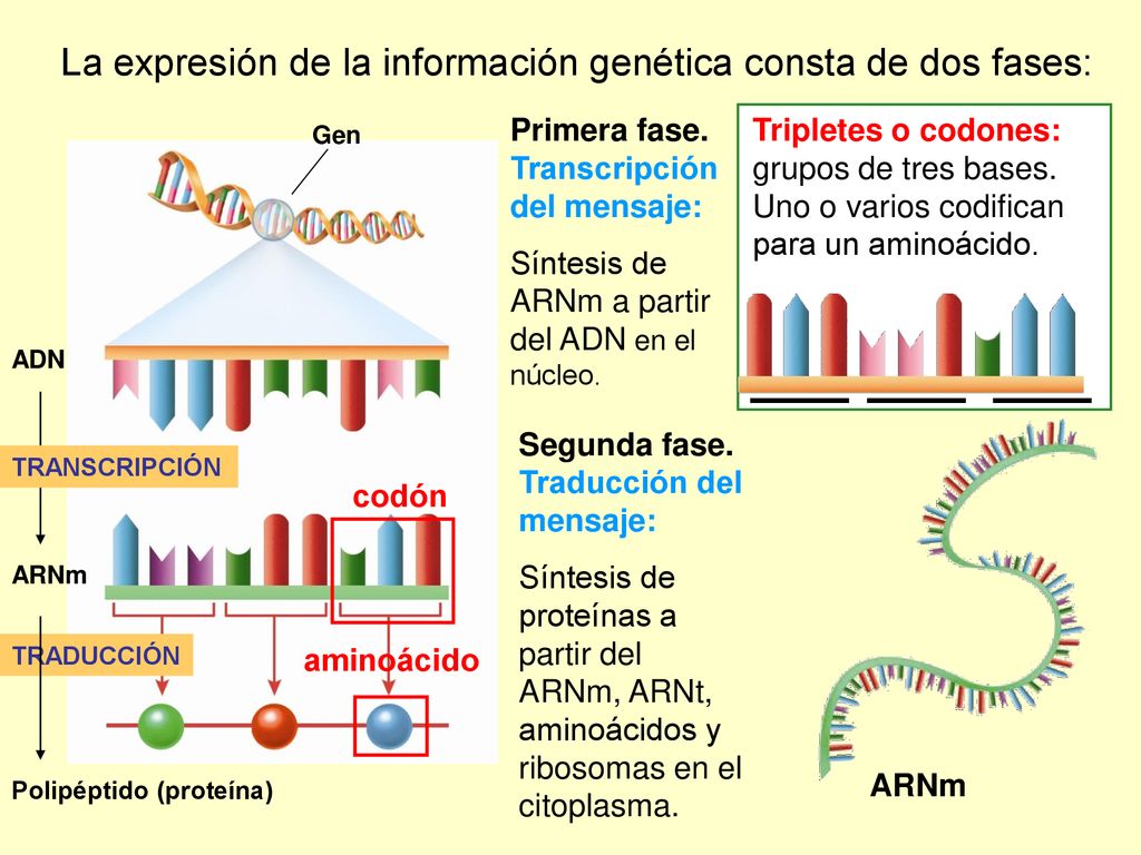 La expresión de la información genética consta de dos fases: