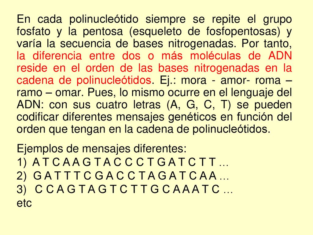 En cada polinucleótido siempre se repite el grupo fosfato y la pentosa (esqueleto de fosfopentosas) y varía la secuencia de bases nitrogenadas. Por tanto, la diferencia entre dos o más moléculas de ADN reside en el orden de las bases nitrogenadas en la cadena de polinucleótidos. Ej.: mora - amor- roma – ramo – omar. Pues, lo mismo ocurre en el lenguaje del ADN: con sus cuatro letras (A, G, C, T) se pueden codificar diferentes mensajes genéticos en función del orden que tengan en la cadena de polinucleótidos.