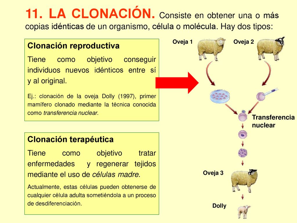 11. LA CLONACIÓN. Consiste en obtener una o más copias idénticas de un organismo, célula o molécula. Hay dos tipos: