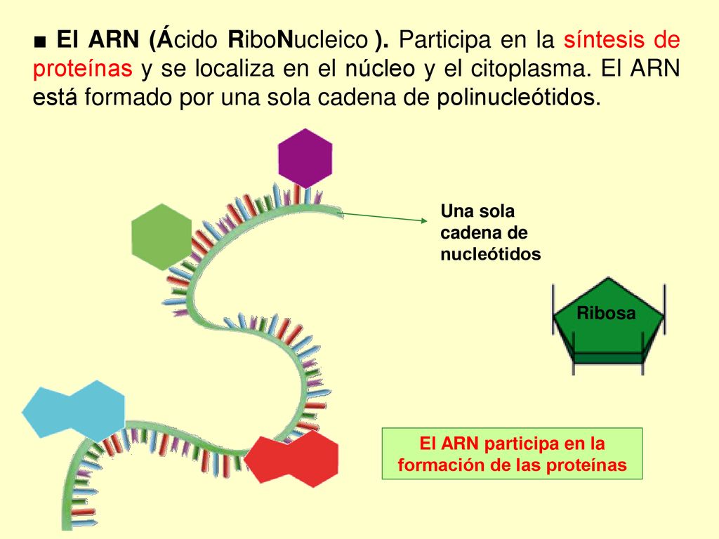 El ARN participa en la formación de las proteínas