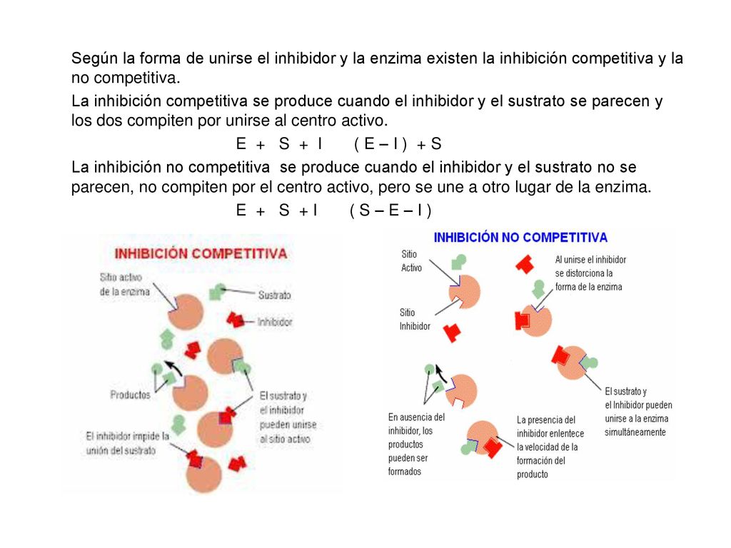 Según la forma de unirse el inhibidor y la enzima existen la inhibición competitiva y la no competitiva.