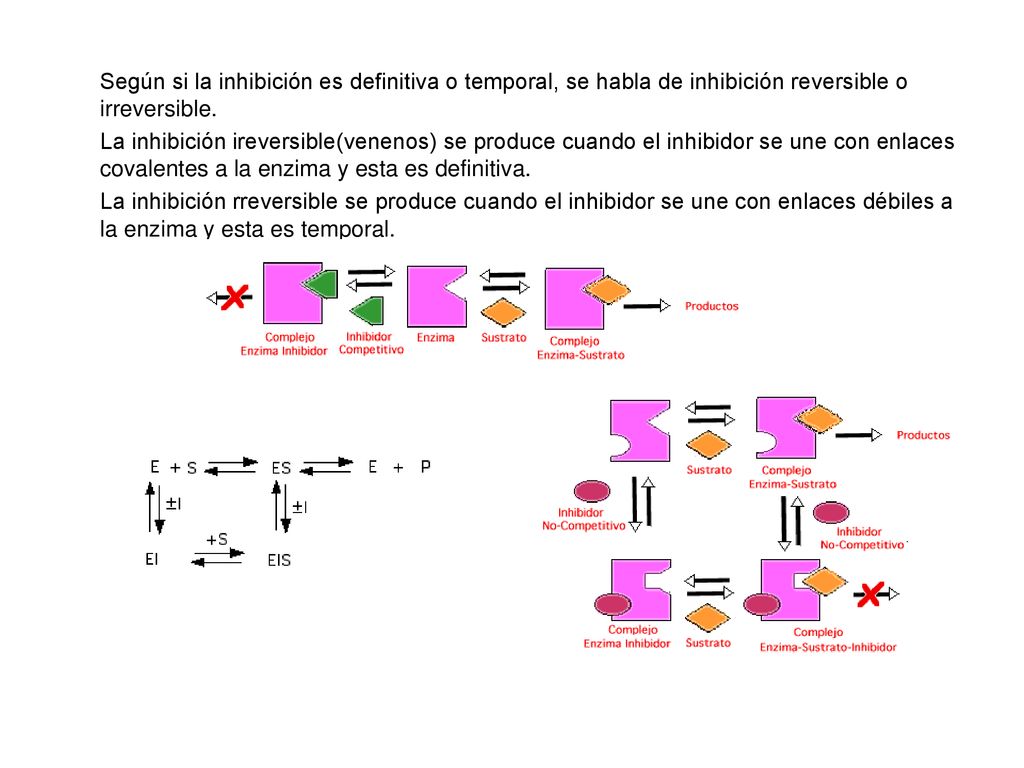 Según si la inhibición es definitiva o temporal, se habla de inhibición reversible o irreversible.