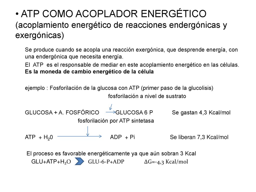 ATP COMO ACOPLADOR ENERGÉTICO (acoplamiento energético de reacciones endergónicas y exergónicas)