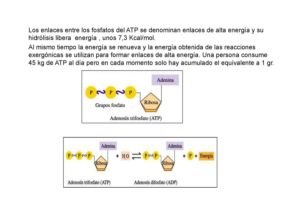Los enlaces entre los fosfatos del ATP se denominan enlaces de alta energía y su hidrólisis libera energía , unos 7,3 Kcal/mol.