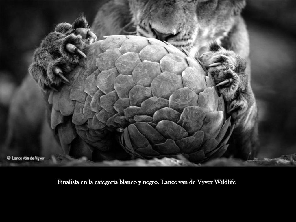 Finalista en la categoría blanco y negro. Lance van de Vyver Wildlife