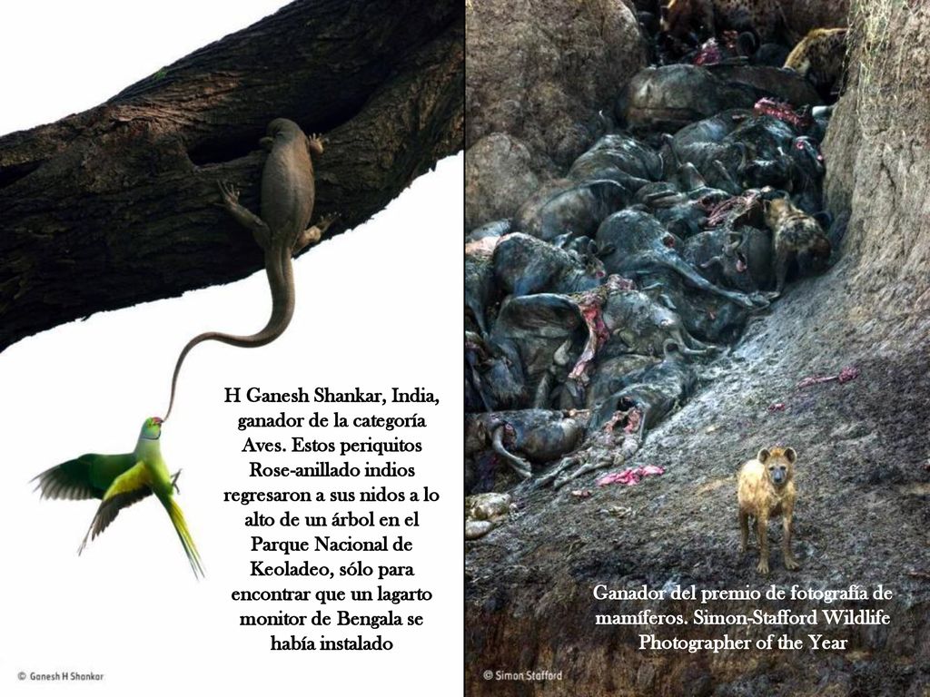 H Ganesh Shankar, India, ganador de la categoría Aves