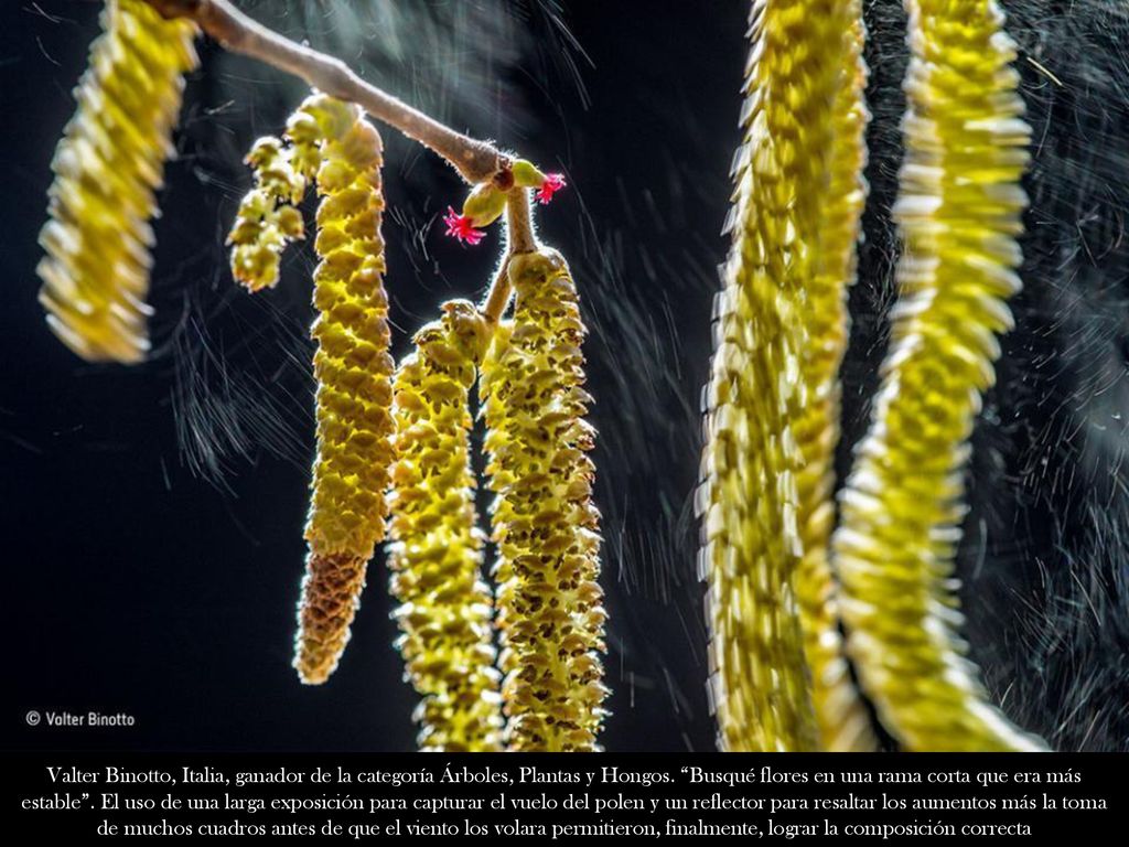 Valter Binotto, Italia, ganador de la categoría Árboles, Plantas y Hongos.