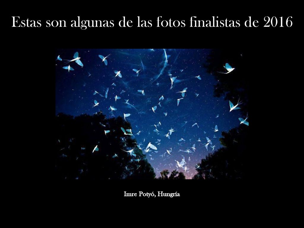 Estas son algunas de las fotos finalistas de 2016