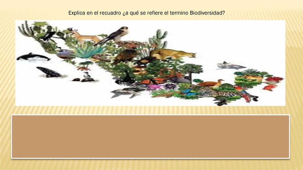 Explica en el recuadro ¿a qué se refiere el termino Biodiversidad