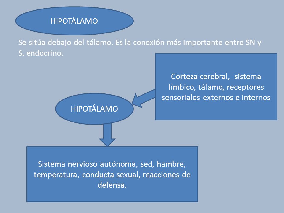 HIPOTÁLAMO Se sitúa debajo del tálamo. Es la conexión más importante entre SN y S. endocrino.